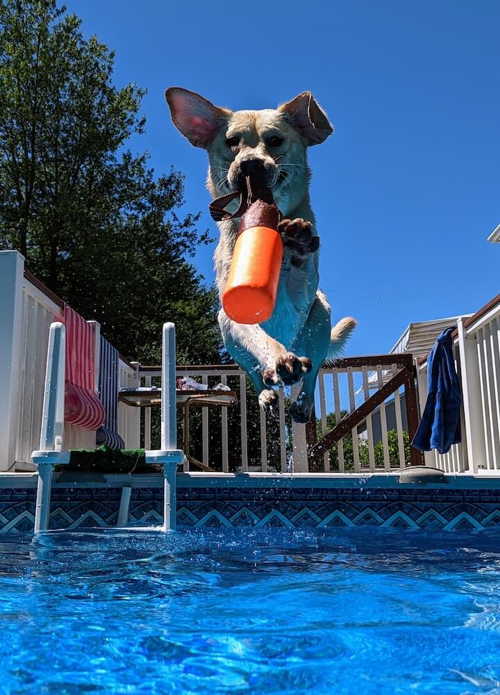 captures Macro from front jumping into pool with orange float in mouth and paws up