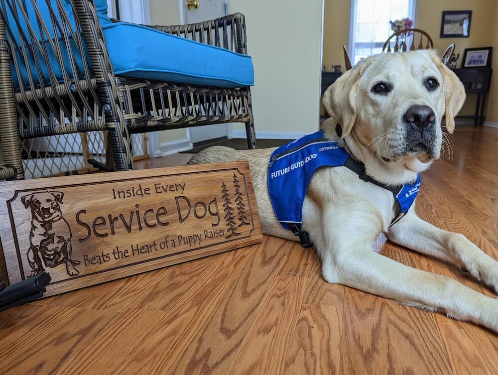 In future guide dog vest Macro lies next to wood sign Inside every service dog beats the heart of a puppy raiser.