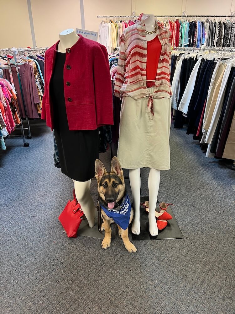 German Shepherd pup Dixie in blue bandana sits at the feet of store mannequins
