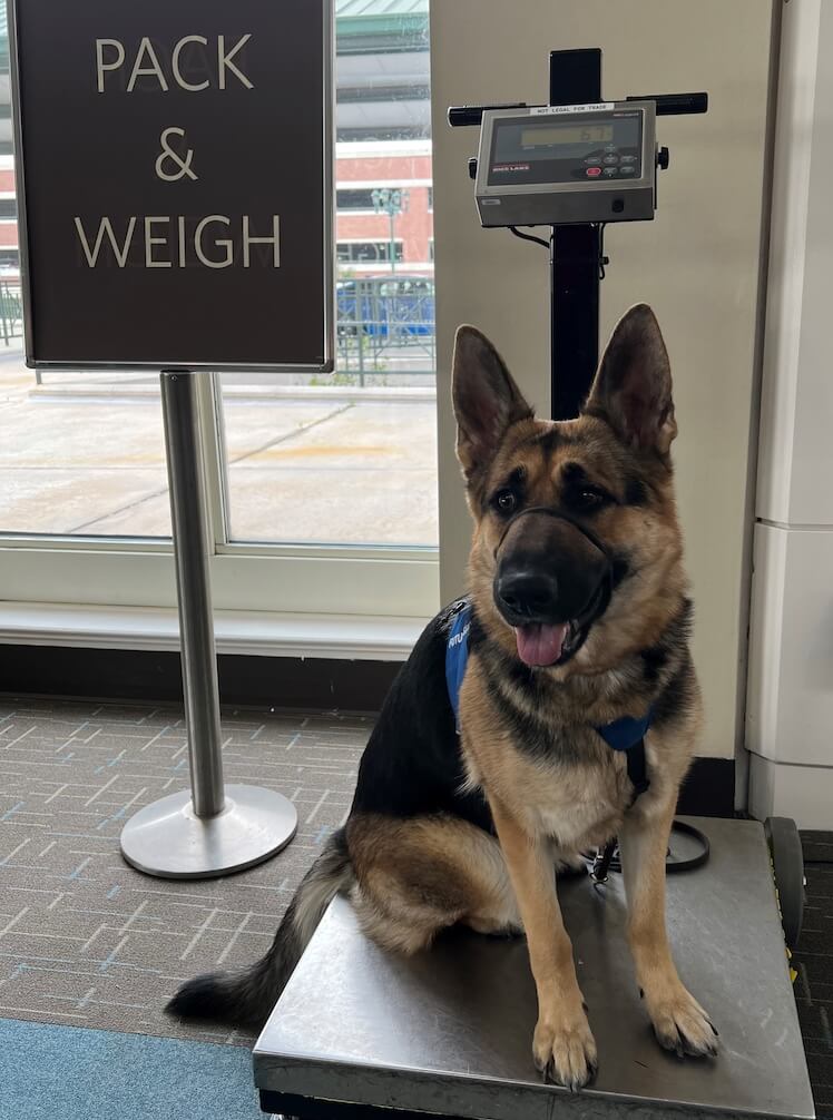 German Shepherd pup Dixie in Future Guide Dog vest sits on a Pack & Weigh scale 