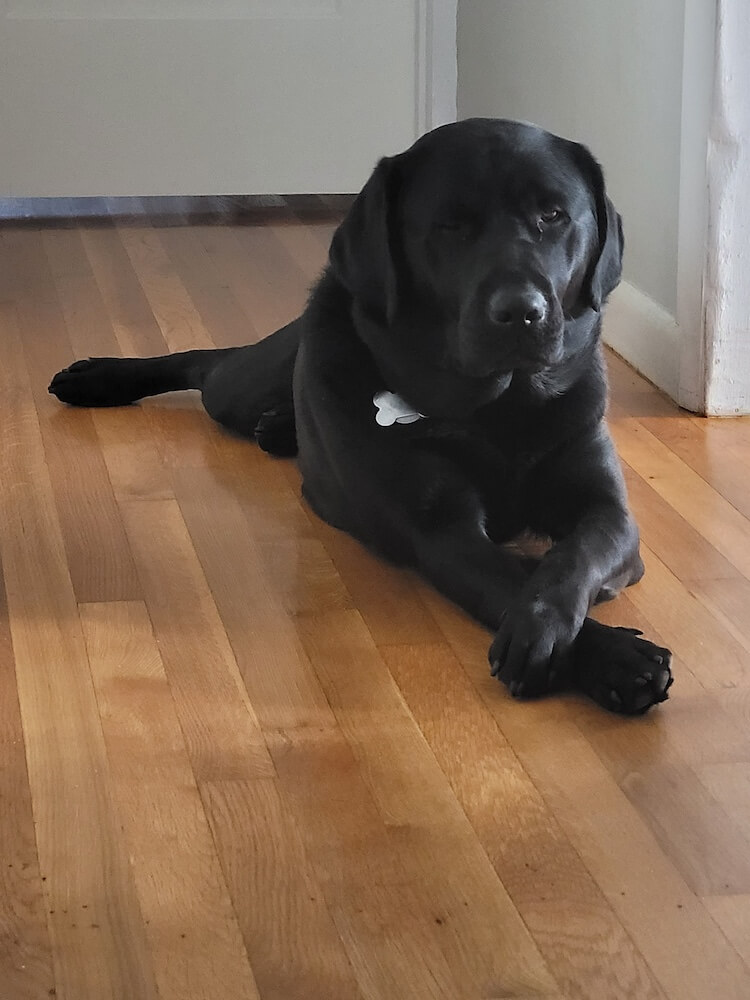 Pup on Program black Lab Emerson lies on wood flooring with front paws crossed neatly