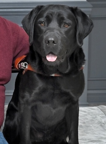 Black Lab guide dog Cobey with pink tongue  out