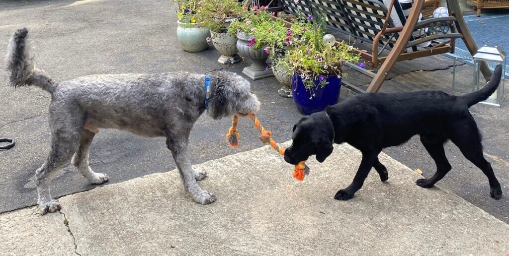 Cobey plays tug with his friend Smokie the sheepadoodle