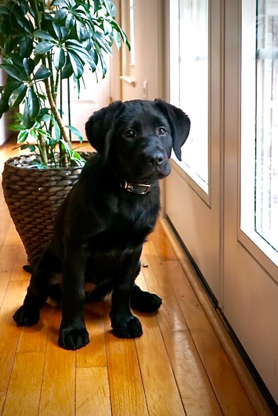 Young black pup Charlotte sits in front of large potted plant looking out row of low windows