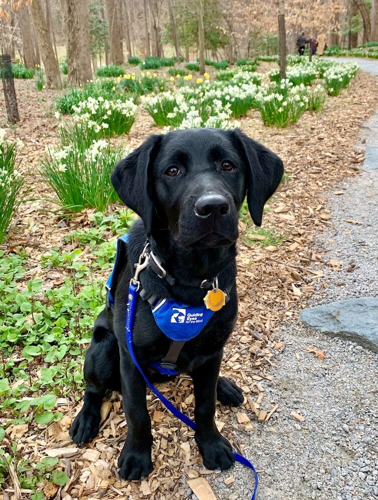 In Future guide Dog vest Lab Charlotte sits with rows of white daffodils
