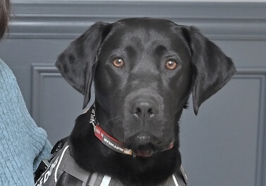 Guide dog Neon in a gray harness sits up looking seriously at the camera