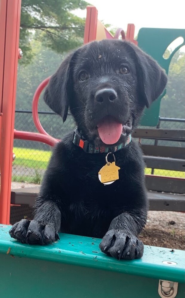 Adorable black puppy Quinn peeks over playground equipment with tongue out