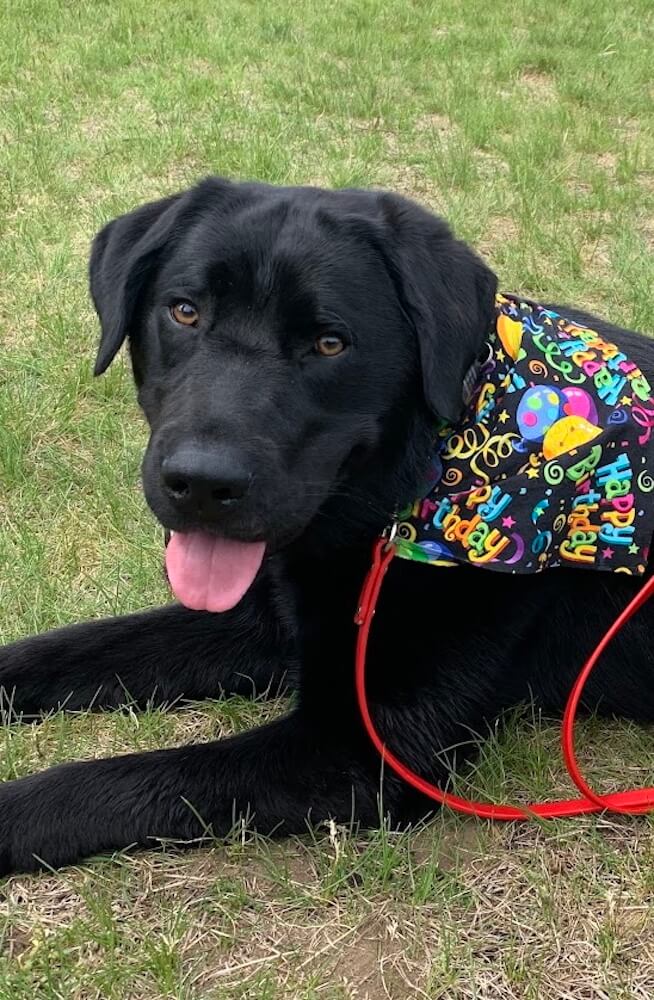 Pup Quinn wears colorful birthday bandana lying in grass with tongue out