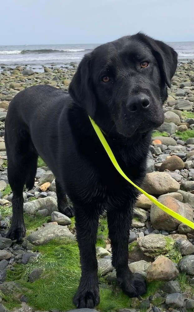 black pup on program Quinn stands on rocks with shoreline behind him
