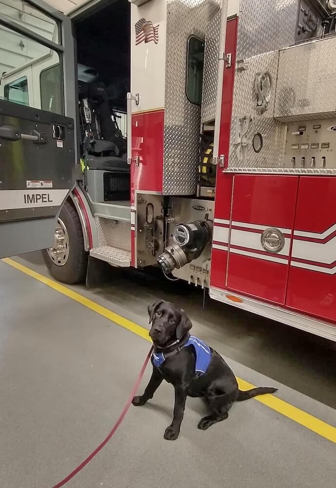Puppy Wella in blue future guide jacket sits near firetruck