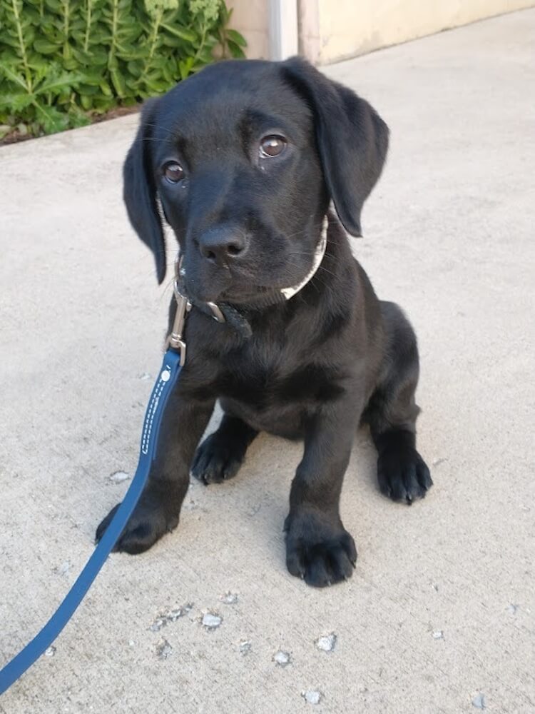 little puppy Wella sits patiently on paved area