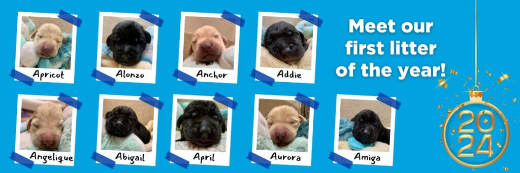Graphic featuring 9 individual photos from Pepper’s A24 litter, each in a white frame on a light blue background. Top row, left to right: Apricot (female yellow), Alonzo (male black), Anchor (male yellow), Addie (female black). Bottom row, left to right: Angelique (female yellow), Abigail (female black), April (female black), Aurora (female yellow), and Amiga (female black). On the left side of the image is the text, “Meet our first litter of the year!” along with a graphic of a gold 2024 New Year ornament