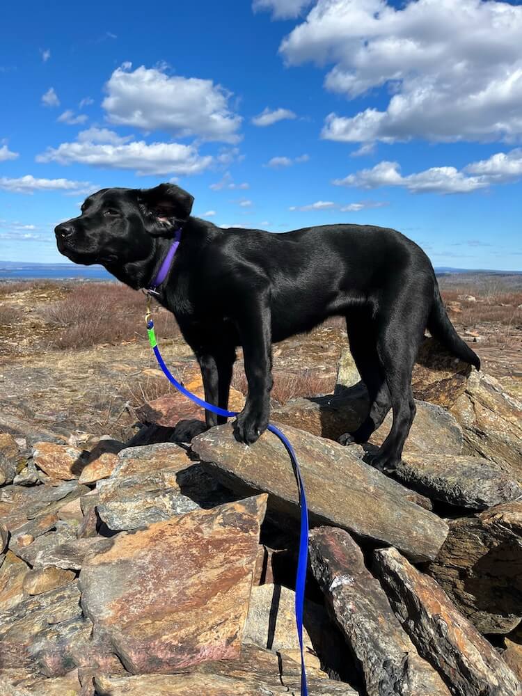 Pup on program Lacy on a pile of rocks with ears blowing in the wind at a high elevation
