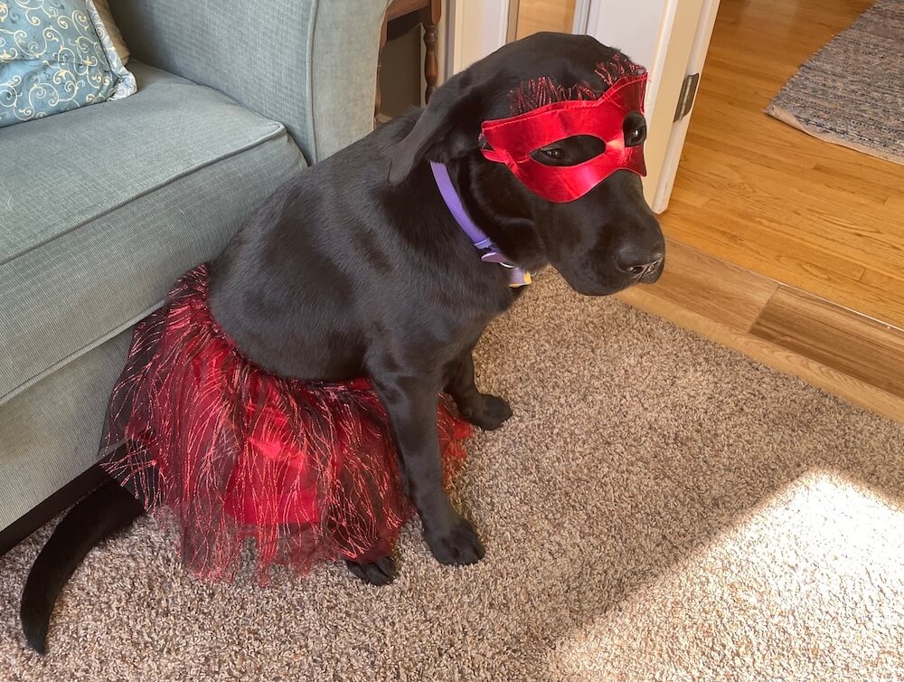 Pup Lacy in red satin mask and shimmery skirt being fancy
