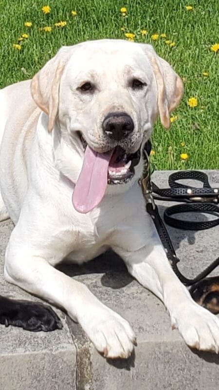 Pup Norris rests happily in the sunshine with tongue out