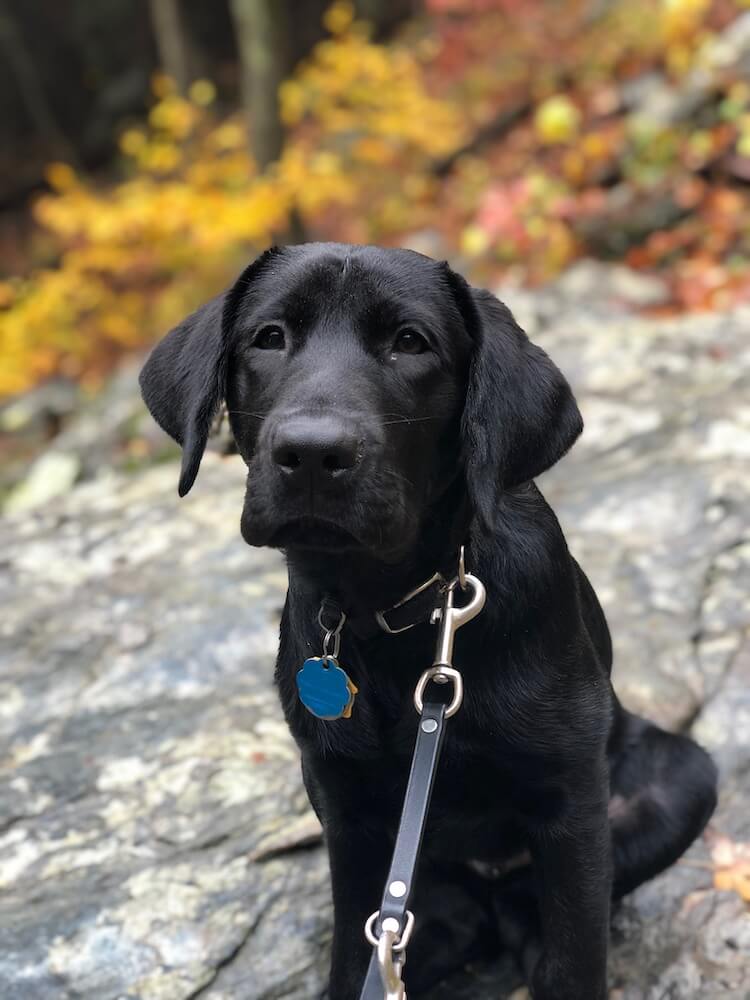 black Lab Flyer pup on program sits on a rocky area in fall