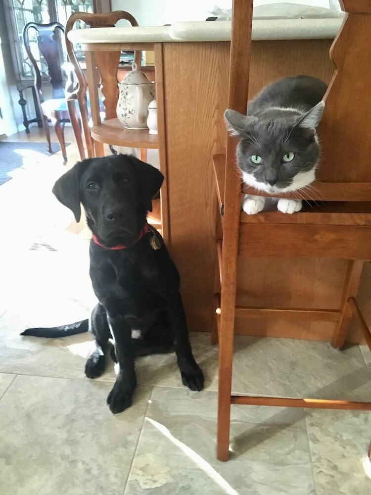 Black pup Flyer sits on the floor next to the grey cat that rules the kitchen stool