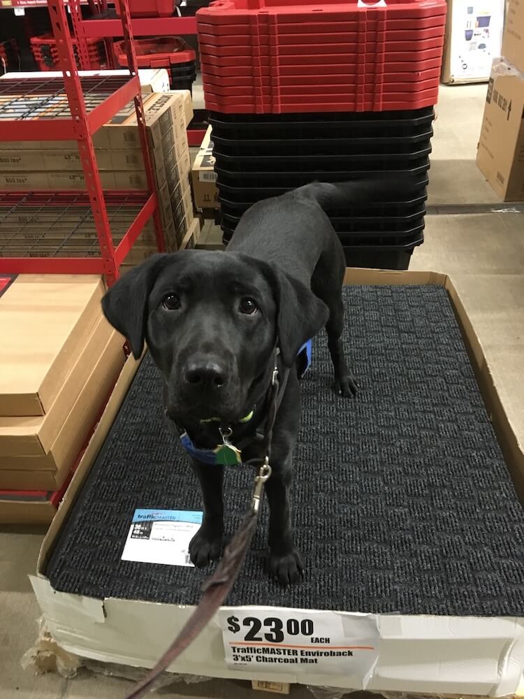 training at big box store pup Betty stands on a stack of doormats in their box