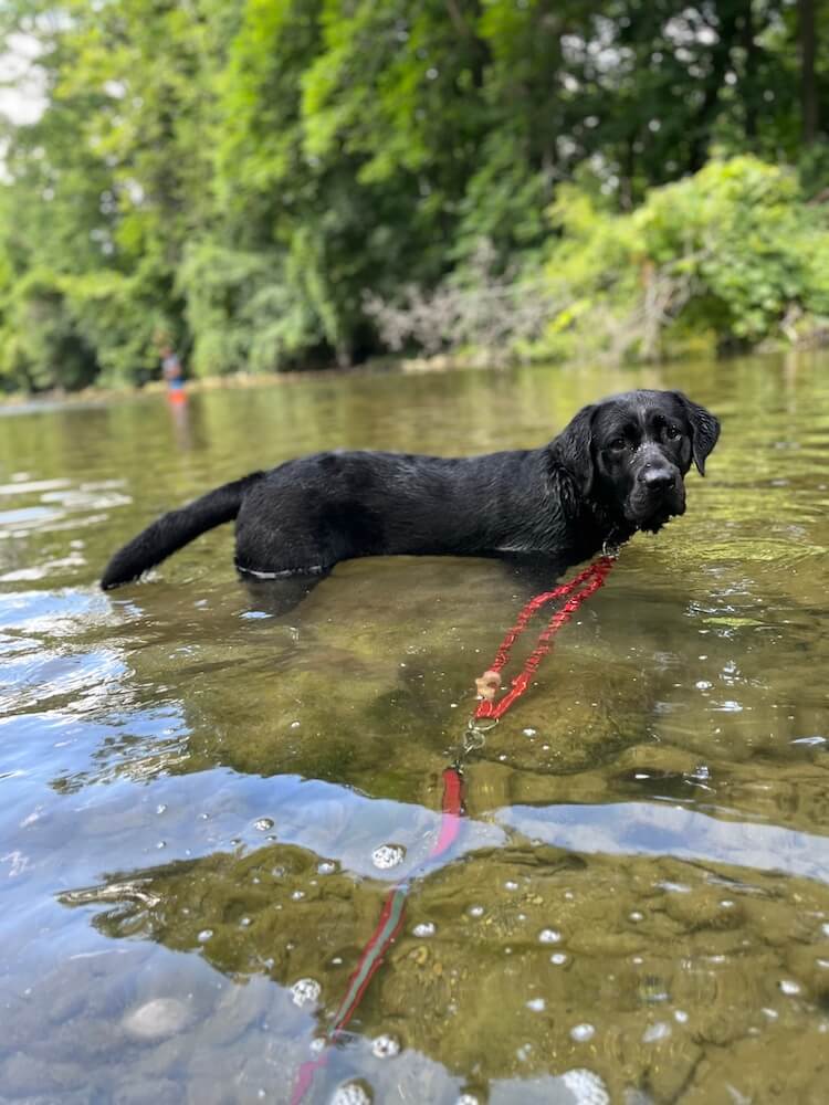 wet black pup on program Yonder stands on leash in a river