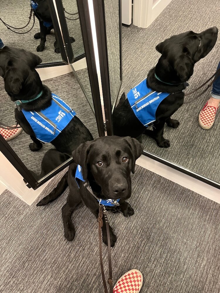 Yonder in a future guide dog vest stands in a two way mirror