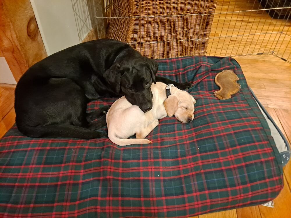 Black pup Posy cuddles with little yellow puppy Visa on a plaid dog bed