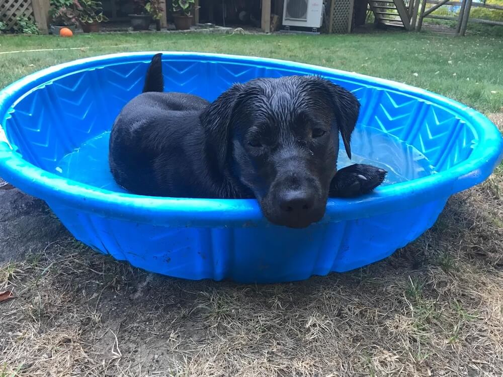Black puppy Posy lounges with head over edge of kiddie pool