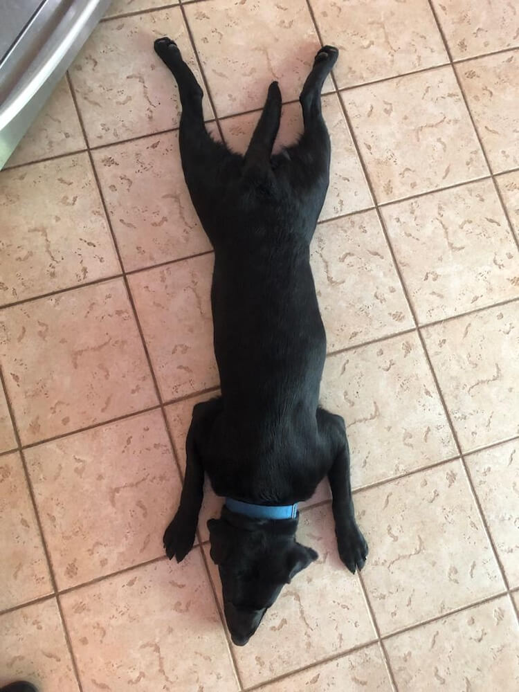 Pup Posy displays her signature "sploot" pose on her belly with all legs out