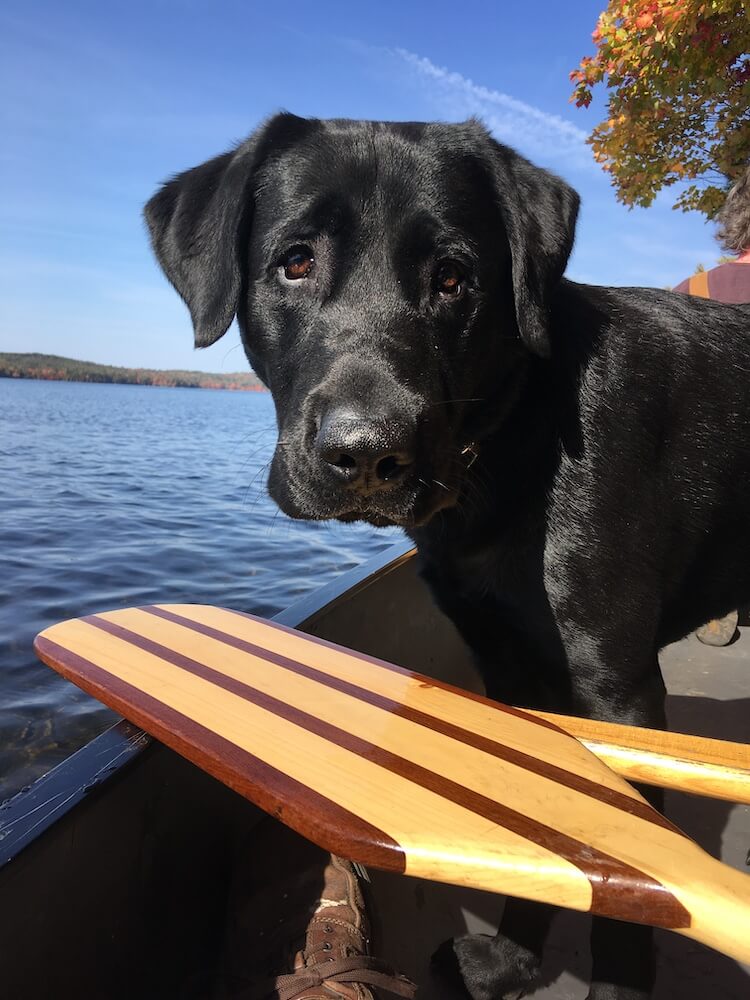 black lab pup Kobe sits in a boat in water with oar in foreground