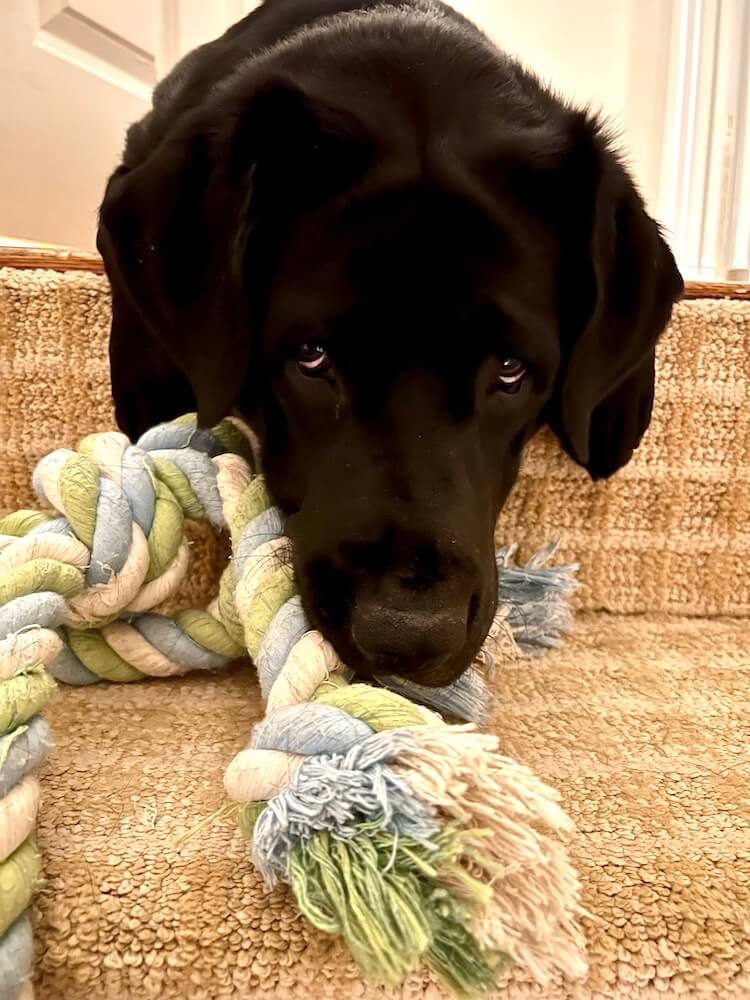 pup on program, black Lab Penny hangs head over carpeted step with rope toy in mouth
