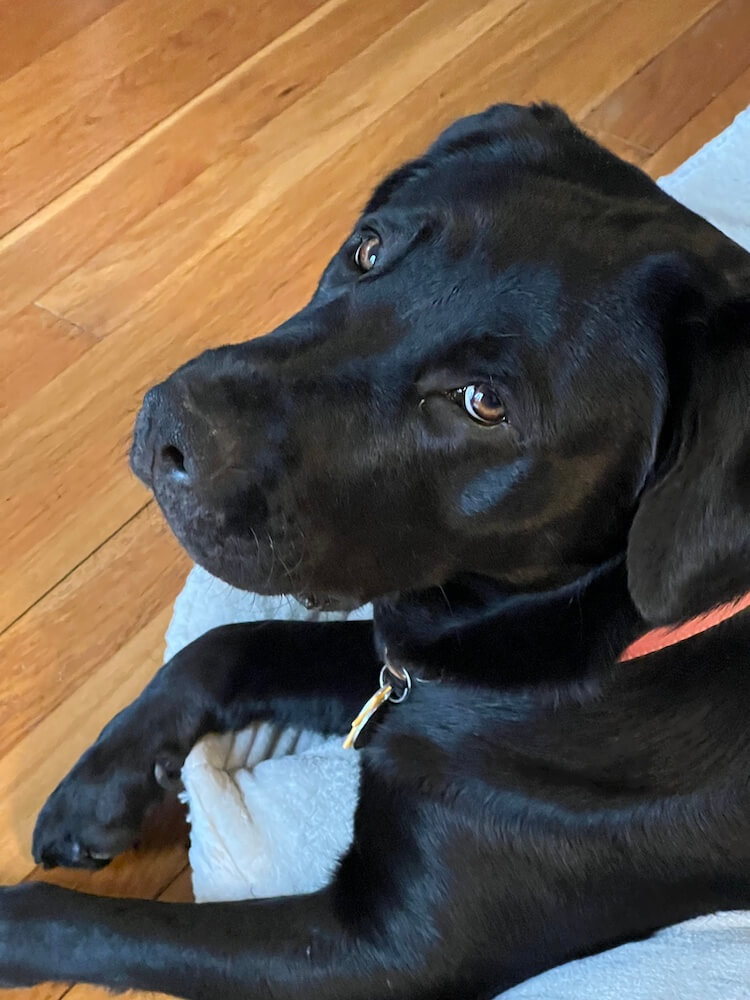 Black Lab Penny rolls head left to look up at camera