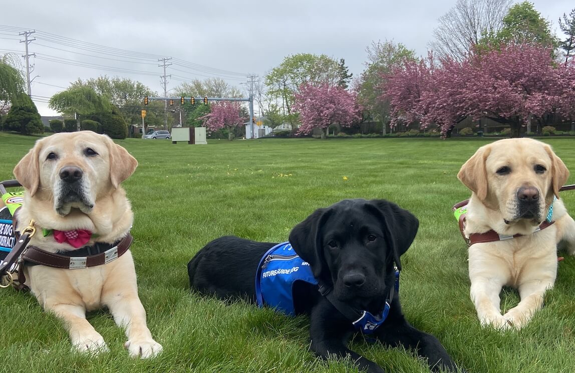 Future guide dog Vern poses on a grassy lawn with a yellow guide dog on either side of him