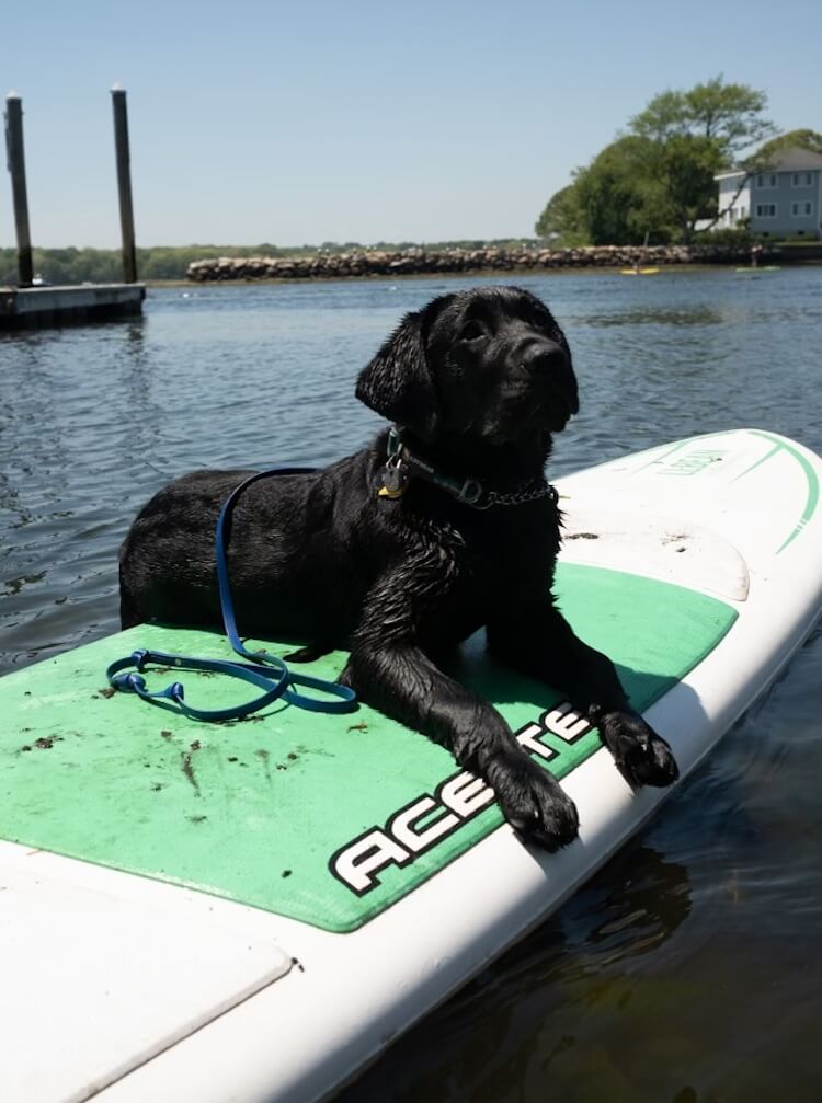 Black Lab pup on program Vern floats on a large body of water near a pier