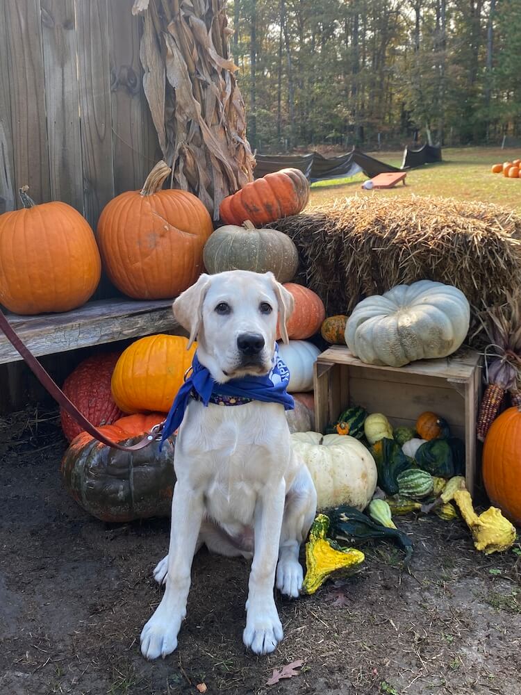 Vancouver in blue bandana sits among an autumn display of pumpkins
