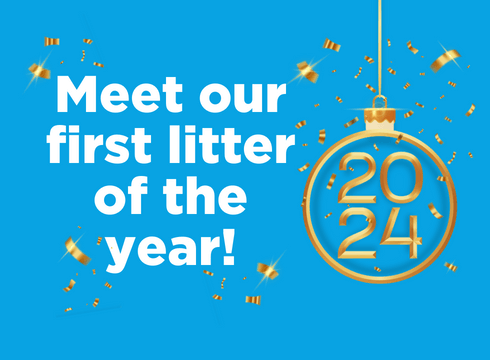 White text, “Meet our first litter of the year!” along with a graphic of a gold 2024 New Year ornament
