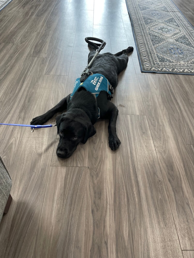 Guide Posy in harness displays her signature "sploot" pose with all legs out
