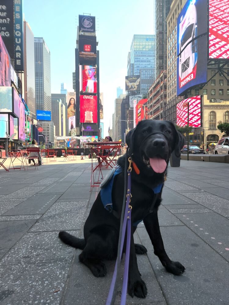 Lab Casey visits NYC Times Square