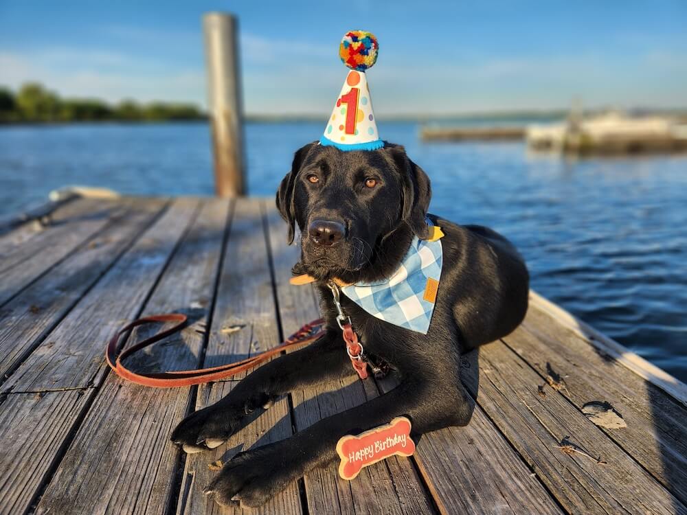 Black Lab Casey celebrates his first birthday on a dock in blue water