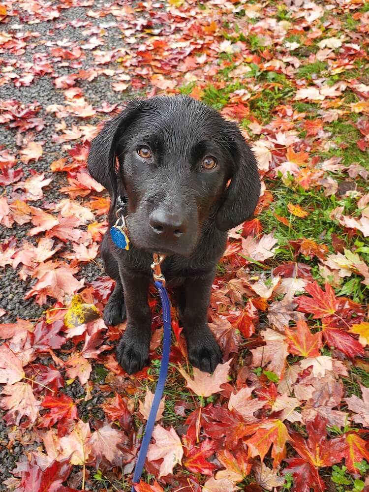 Puppy Casey looks up from a spot surrounded by fall leaves