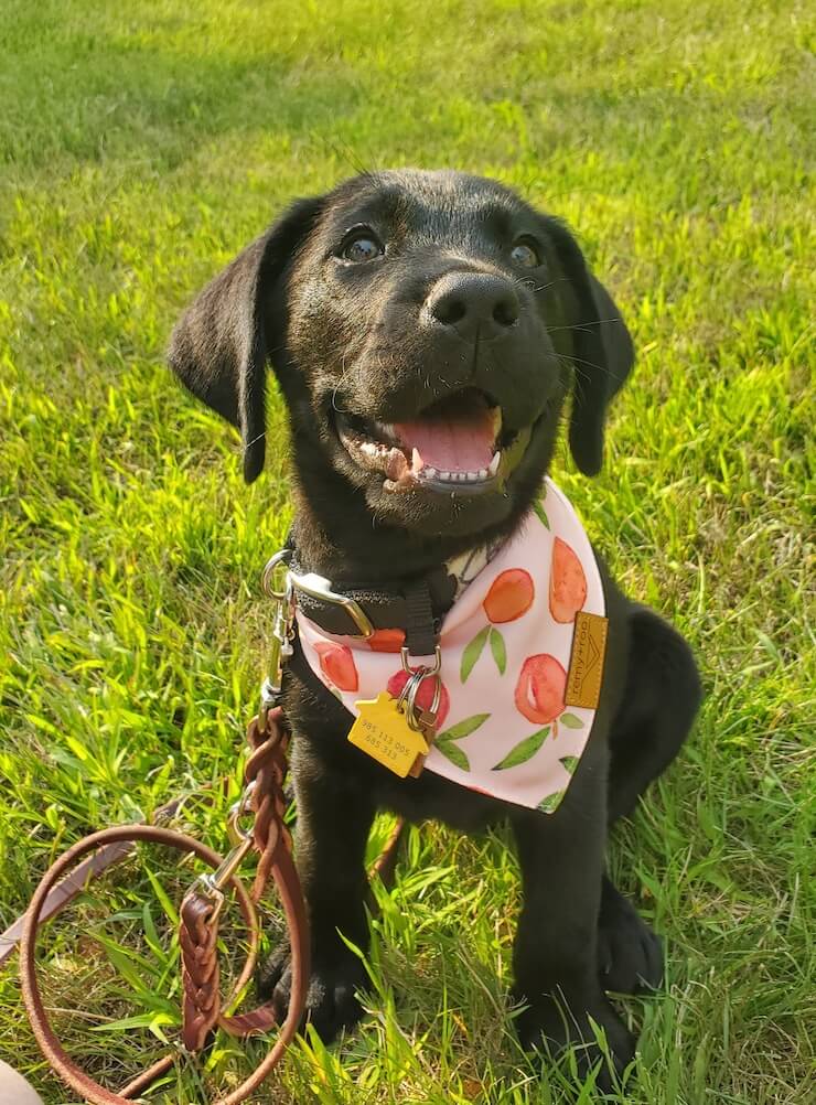 A big smile from black Lab puppy Casey wearing a colorful bandana