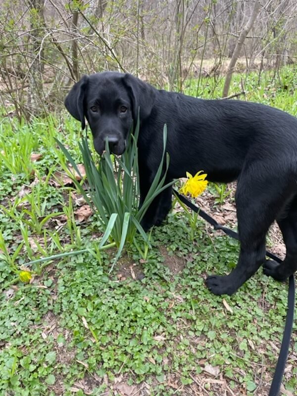 Black Lab Vero stands next to an early spring daffodil