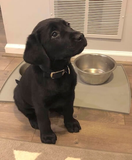 young black puppy Ralphie waits for dinner sitting by his bowl
