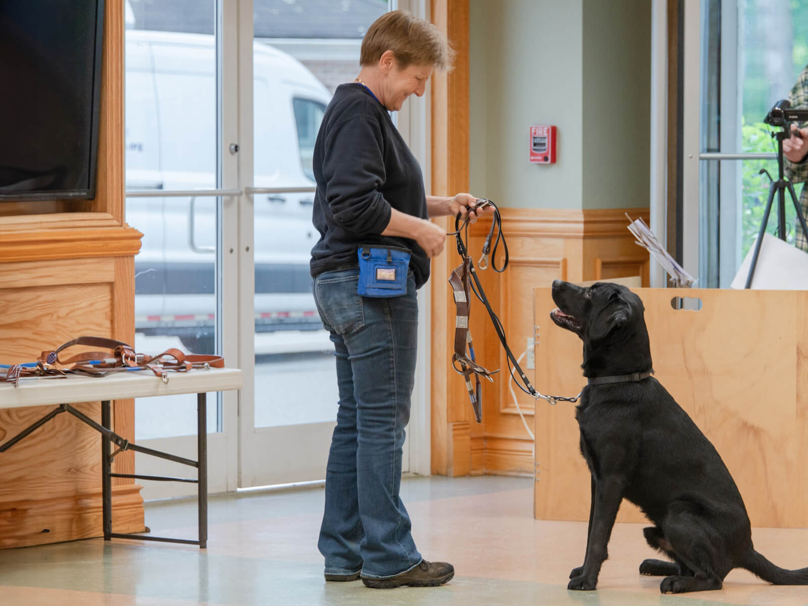 At IFT staff looks down at black Lab while offering guide dog harness