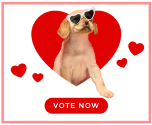 Yellow lab puppy steps out of red heart graphic wearing heart sunglasses above red floating hearts and vote now button