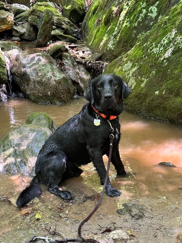 Pup on program Vero  fur wet and shiny next to a stream