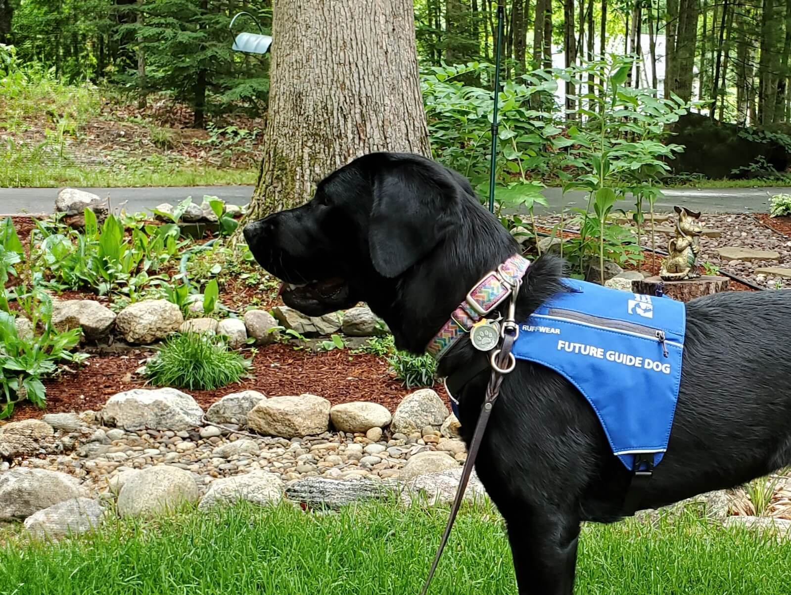 Black Lab in Future Guide Dog vest steps into photo in garden area