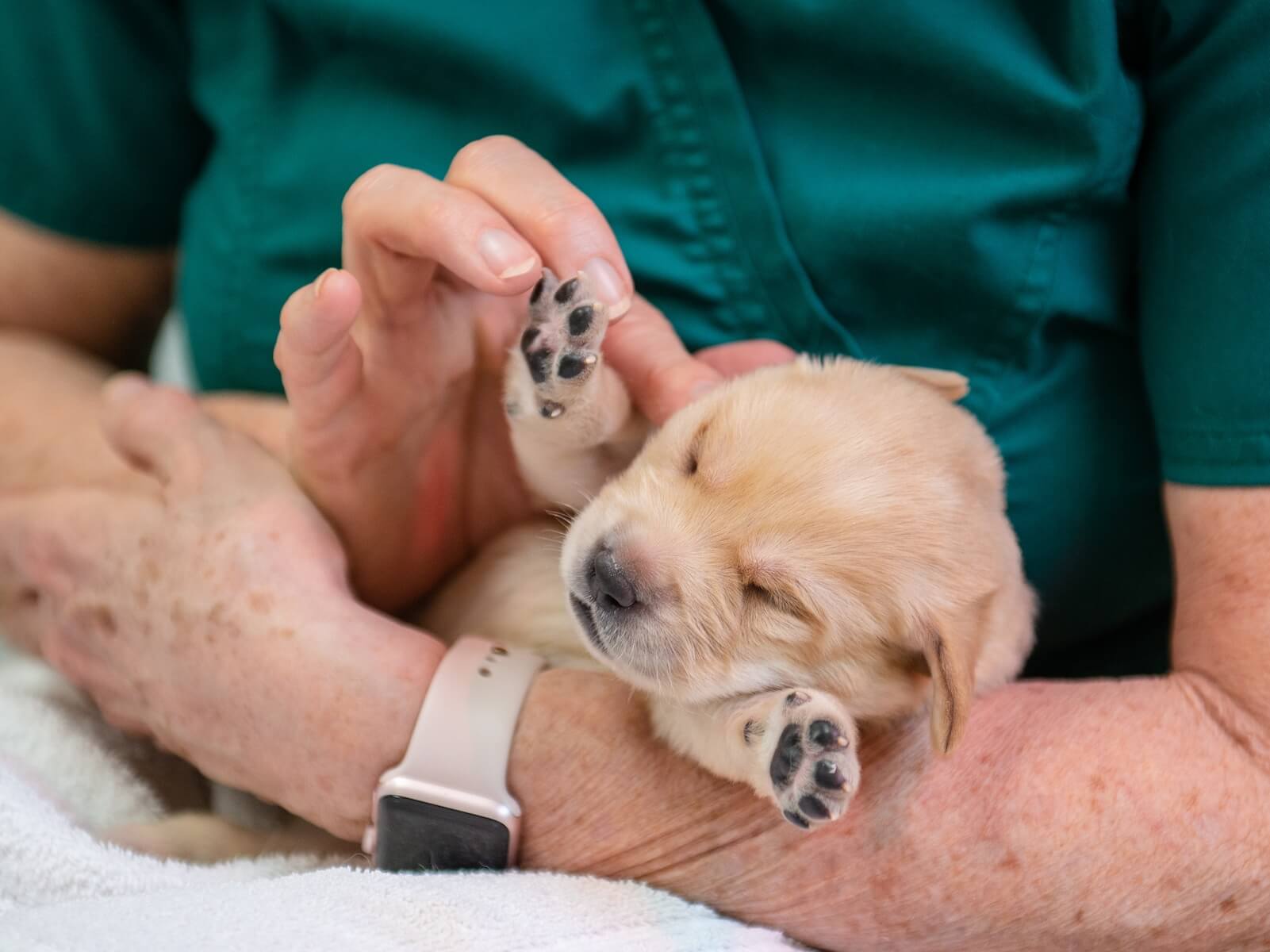 tiny pup massage paws up
