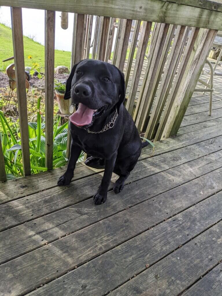 Pup Ollie sits on a wood deck with tongue out happily