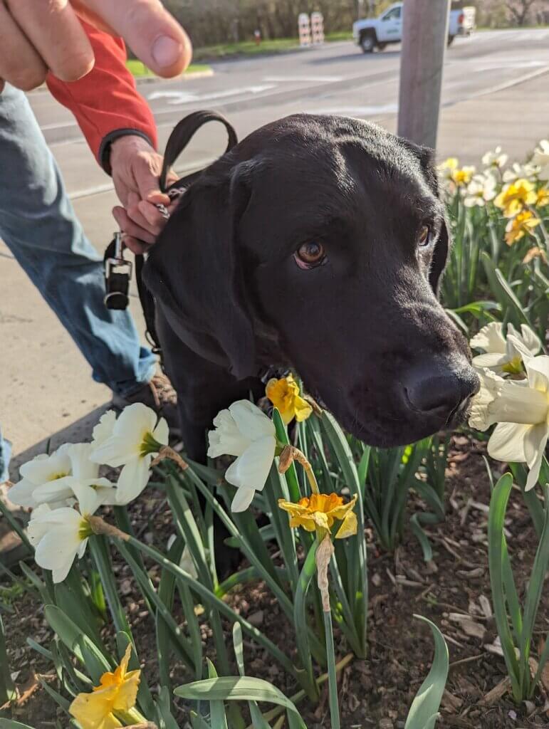 Ollie steps in to smell some daffodils