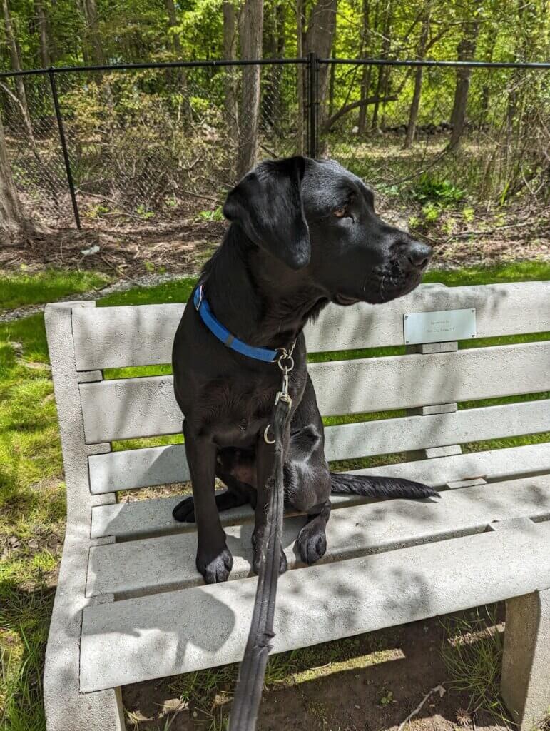 Black Lab on program Ollie sits up tall on park bench