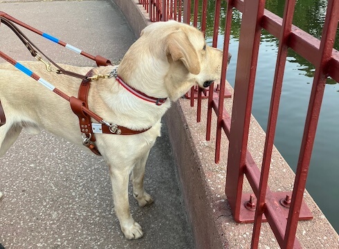 yellow guide in harness, Francisco looks through red metal railing to water